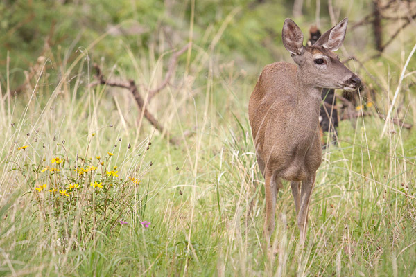 Coues White-tailed Deer Photo @ Kiwifoto.com