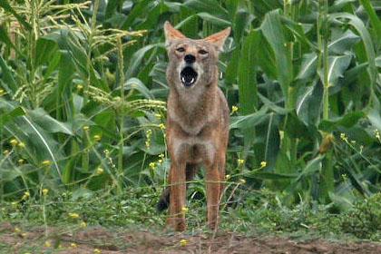 Coyote Image @ Kiwifoto.com