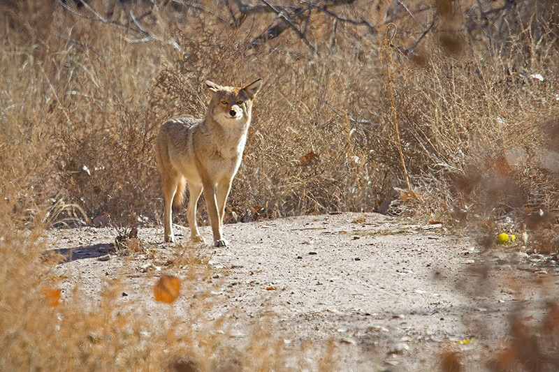 Coyote @ Albuquerque (Rio Grande Valley State Park), NM