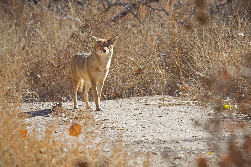 Coyote @ Albuquerque (Rio Grande Valley State Park), NM Coyote @ Albuquerque (Rio Grande Valley State Park), NM
