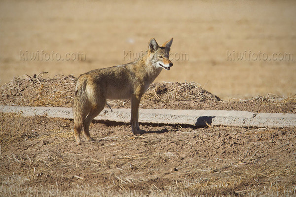 Coyote Picture @ Kiwifoto.com