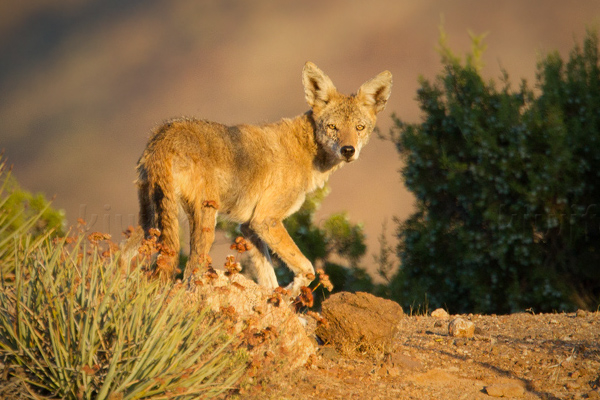Coyote Image @ Kiwifoto.com