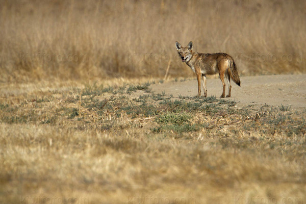 Coyote Image @ Kiwifoto.com