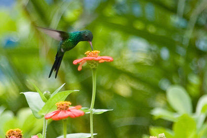 Cozumel Emerald