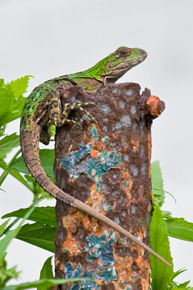 Cozumel Iguana Image @ Kiwifoto.com