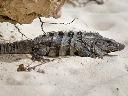 Cozumel Iguana Photo @ Kiwifoto.com