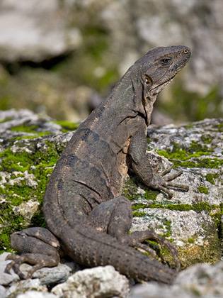 Cozumel Iguana Photo @ Kiwifoto.com
