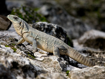 Cozumel Iguana Photo @ Kiwifoto.com