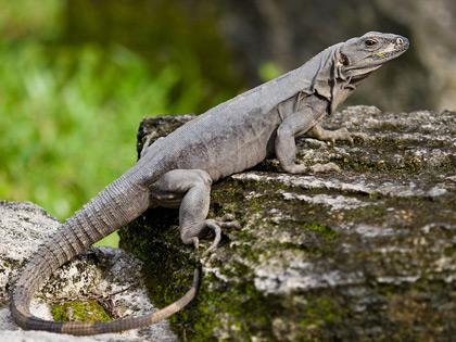 Cozumel Iguana Photo @ Kiwifoto.com