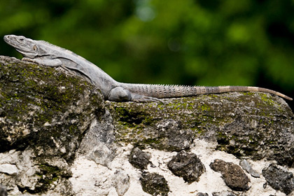 Cozumel Iguana Image @ Kiwifoto.com