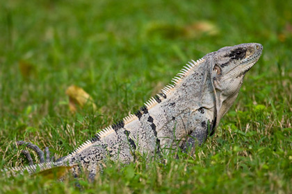 Cozumel Iguana Photo @ Kiwifoto.com