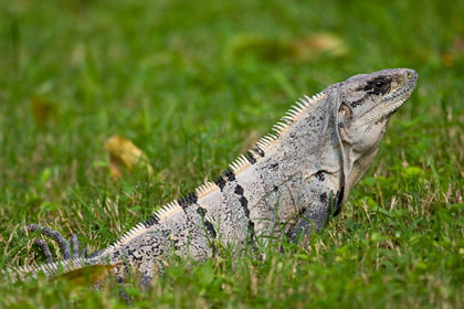 Cozumel Iguana Picture @ Kiwifoto.com