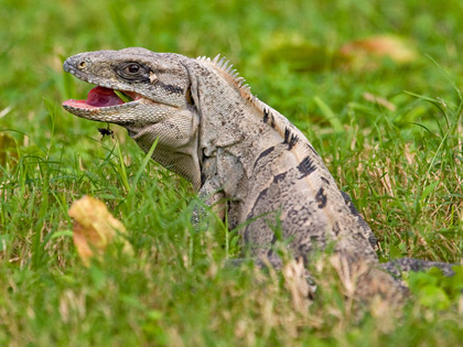 Cozumel Iguana Picture @ Kiwifoto.com