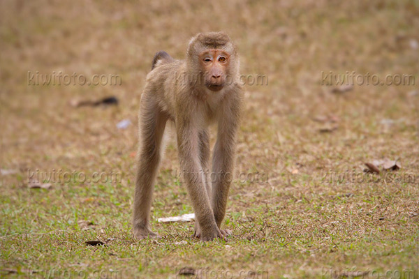 Crab Eating Macaque Photo @ Kiwifoto.com