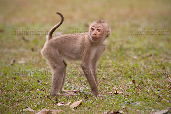 Crab Eating Macaque Image @ Kiwifoto.com