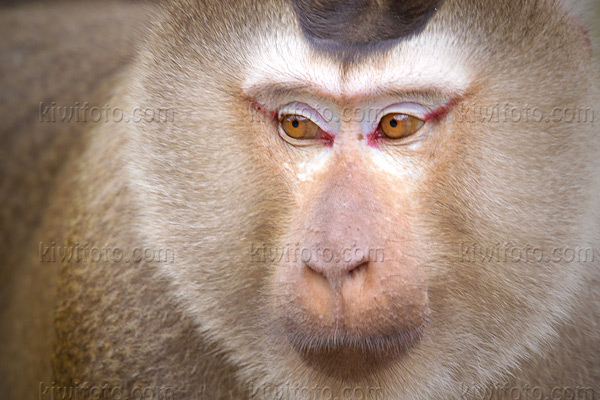 Crab Eating Macaque Image @ Kiwifoto.com