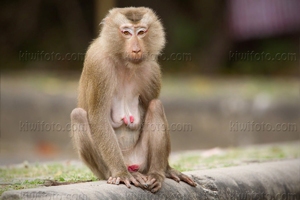 Crab Eating Macaque Image @ Kiwifoto.com