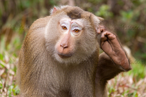 Crab Eating Macaque Image @ Kiwifoto.com