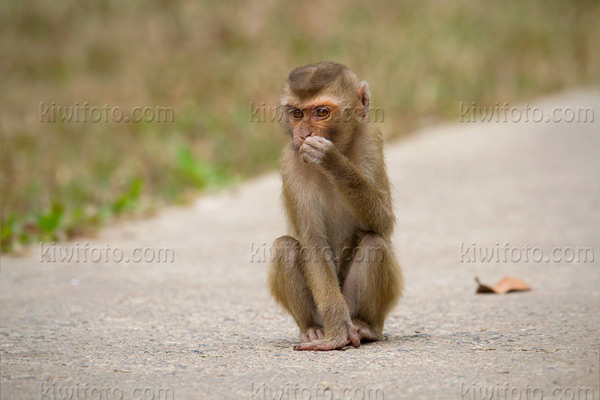 Crab Eating Macaque Photo @ Kiwifoto.com