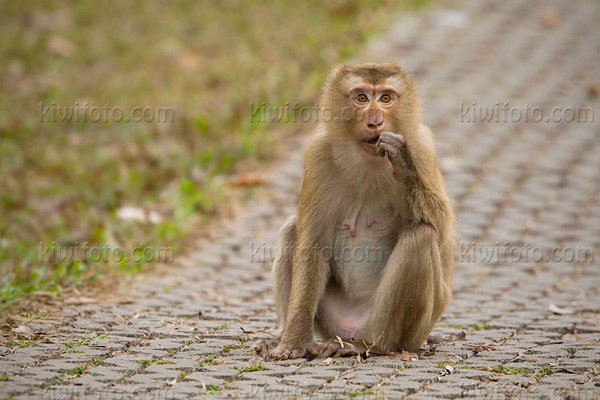 Crab Eating Macaque Image @ Kiwifoto.com