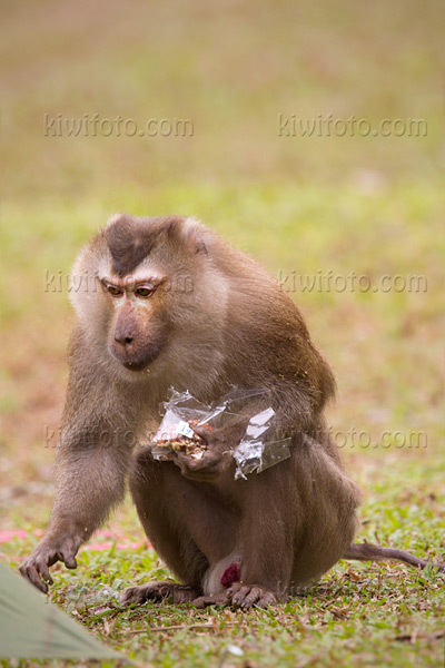 Crab Eating Macaque Image @ Kiwifoto.com
