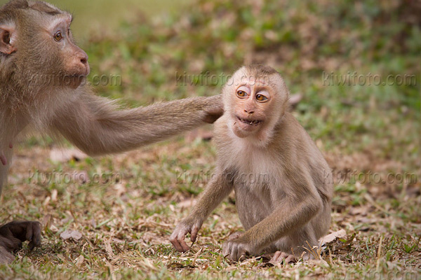 Crab Eating Macaque Image @ Kiwifoto.com