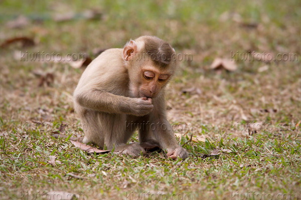 Crab Eating Macaque Picture @ Kiwifoto.com