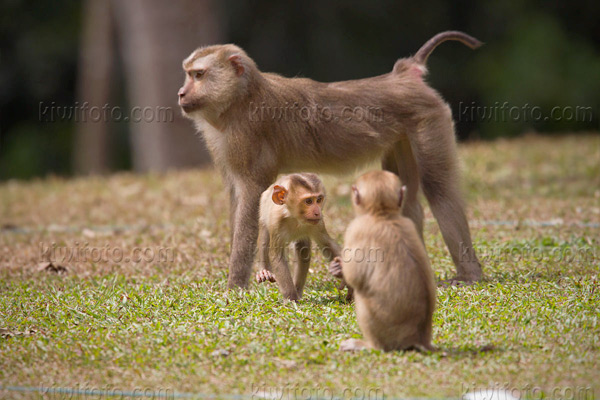 Crab Eating Macaque Photo @ Kiwifoto.com