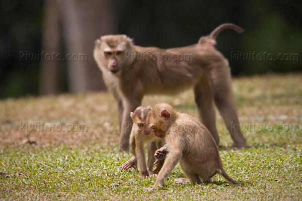 Crab Eating Macaque Image @ Kiwifoto.com