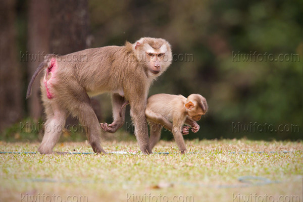 Crab Eating Macaque Image @ Kiwifoto.com