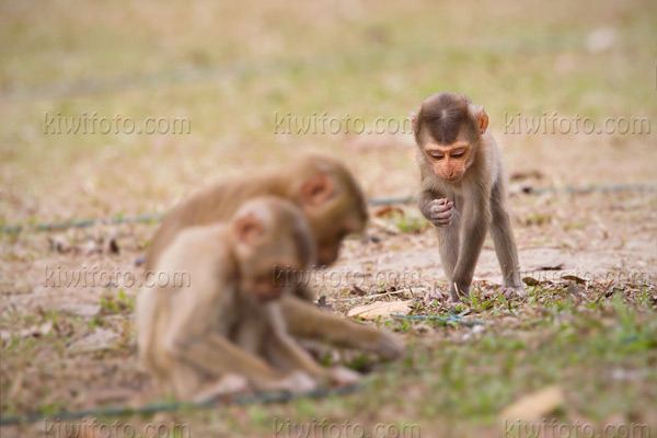 Crab Eating Macaque Photo @ Kiwifoto.com