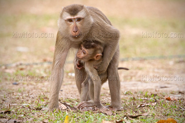 Crab Eating Macaque Image @ Kiwifoto.com