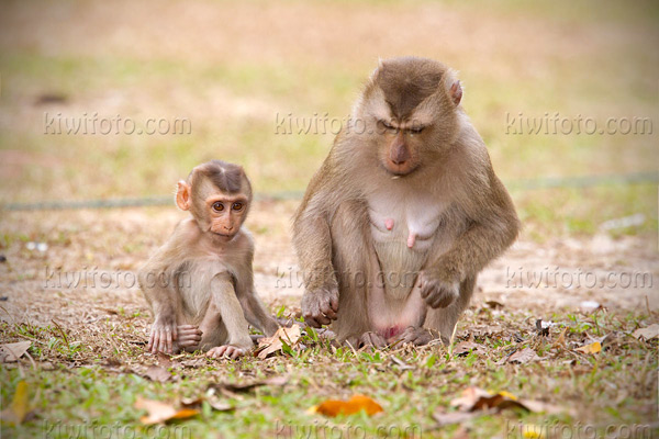 Crab Eating Macaque Image @ Kiwifoto.com