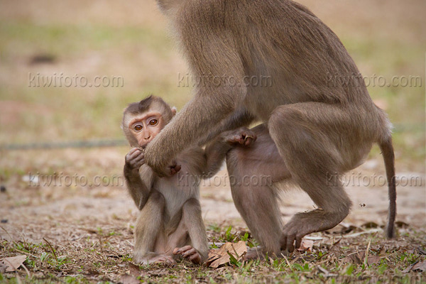 Crab Eating Macaque Image @ Kiwifoto.com