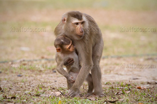 Crab Eating Macaque Image @ Kiwifoto.com