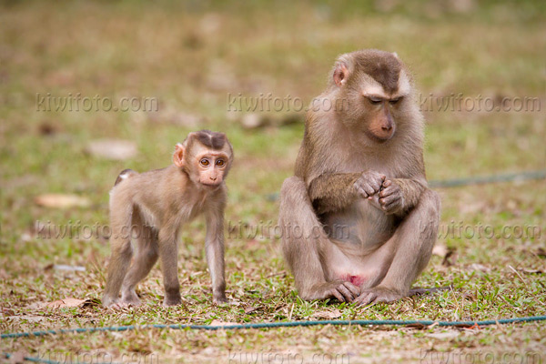 Crab Eating Macaque Image @ Kiwifoto.com