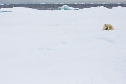 Crabeater Seal Image @ Kiwifoto.com