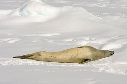 Crabeater Seal Picture @ Kiwifoto.com