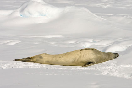 Crabeater Seal Photo @ Kiwifoto.com