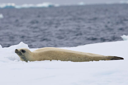 Crabeater Seal Photo @ Kiwifoto.com