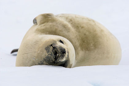 Crabeater Seal Picture @ Kiwifoto.com