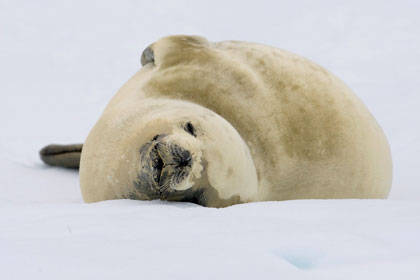 Crabeater Seal Image @ Kiwifoto.com