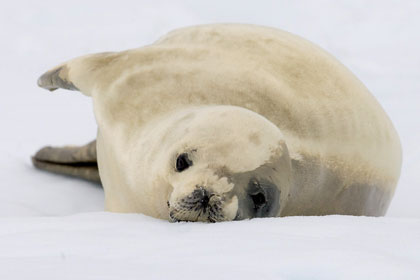 Crabeater Seal