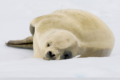 Crabeater Seal Image @ Kiwifoto.com