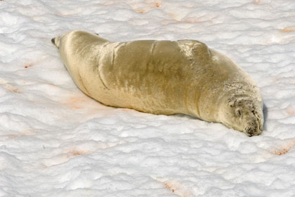 Crabeater Seal Picture @ Kiwifoto.com