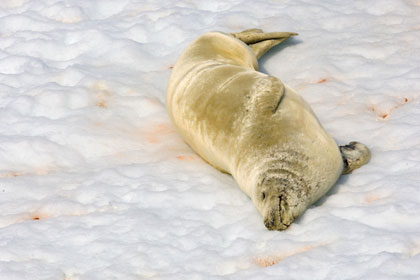 Crabeater Seal Photo @ Kiwifoto.com