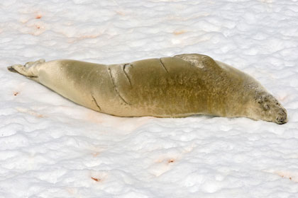 Crabeater Seal Image @ Kiwifoto.com
