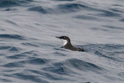 Craveri's Murrelet Photo @ Kiwifoto.com