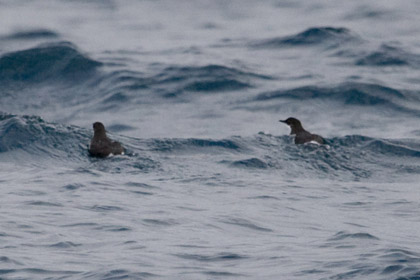 Craveri's Murrelet Image @ Kiwifoto.com
