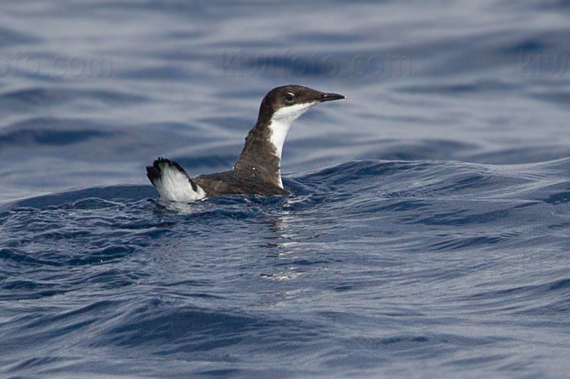 Craveri's Murrelet @ Redondo Beach (pelagic waters), CA